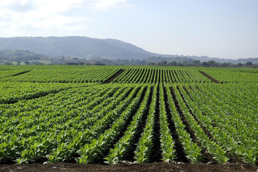 Lombok y su Tradición Tabacalera: Explorando los Aromas y Sabores Únicos del Tabaco Local